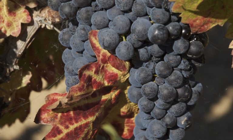 Dark purple grapes on vine with autumn leaves