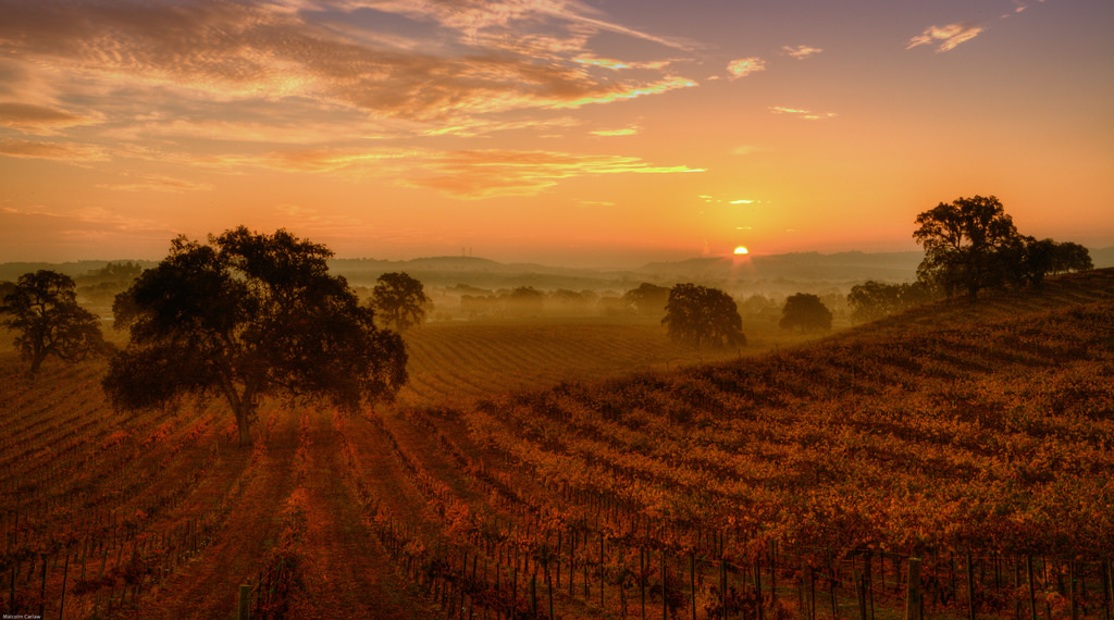 Vineyard at sunrise with rolling hills