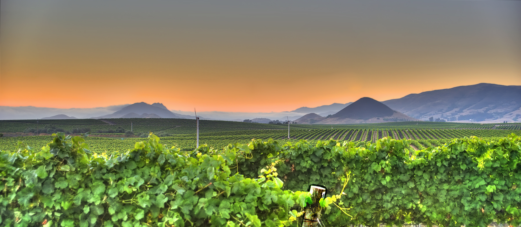 Vineyard landscape with golden sky